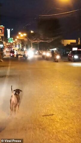 il-cane-abbandonato-da-una-coppia-sulla-strada 1