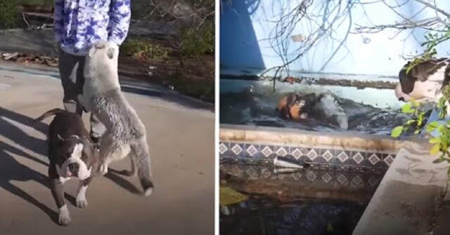 ragazzi-salvano-la-vita-del-cane-caduto-in-acqua-in-grabe-pericolo