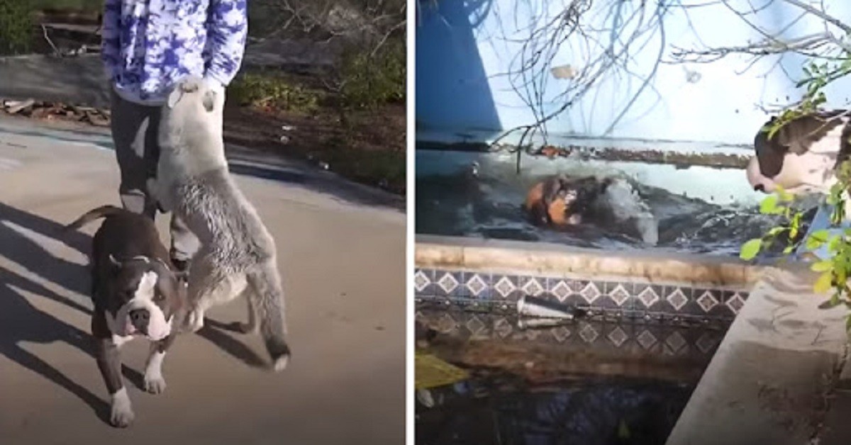 Ragazzi salvano la vita del cane caduto in acqua