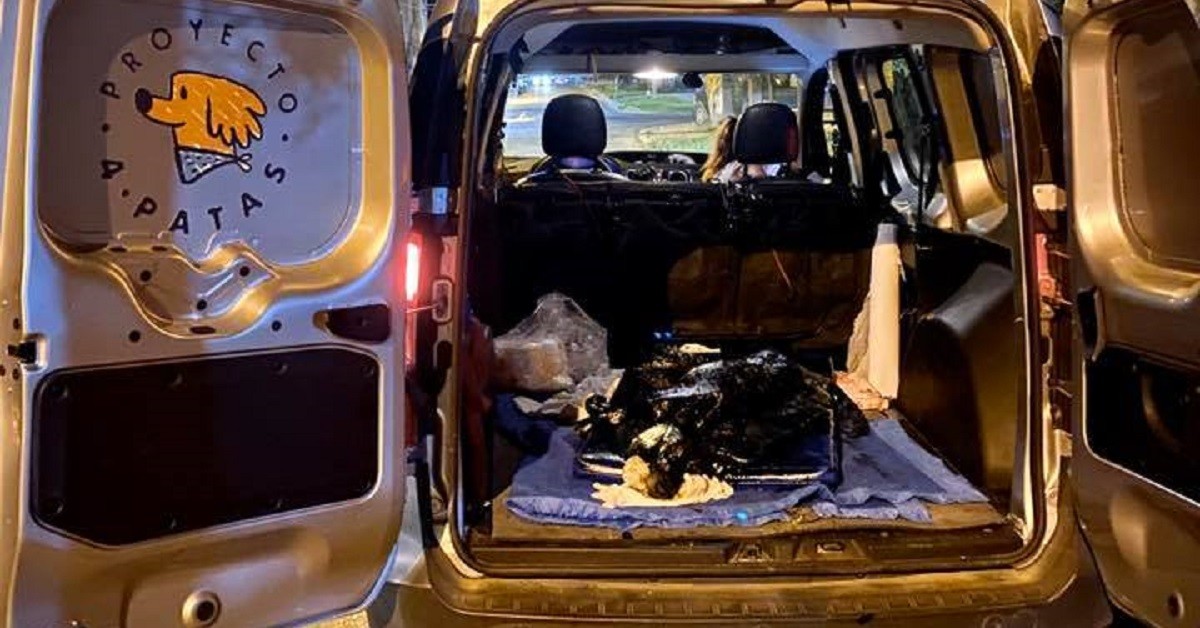 Aloe, la cagnolina caduta nel catrame e salvata dai bambini