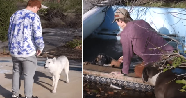 ragazzi-salvano-la-vita-del-cane-caduto-in-acqua 1