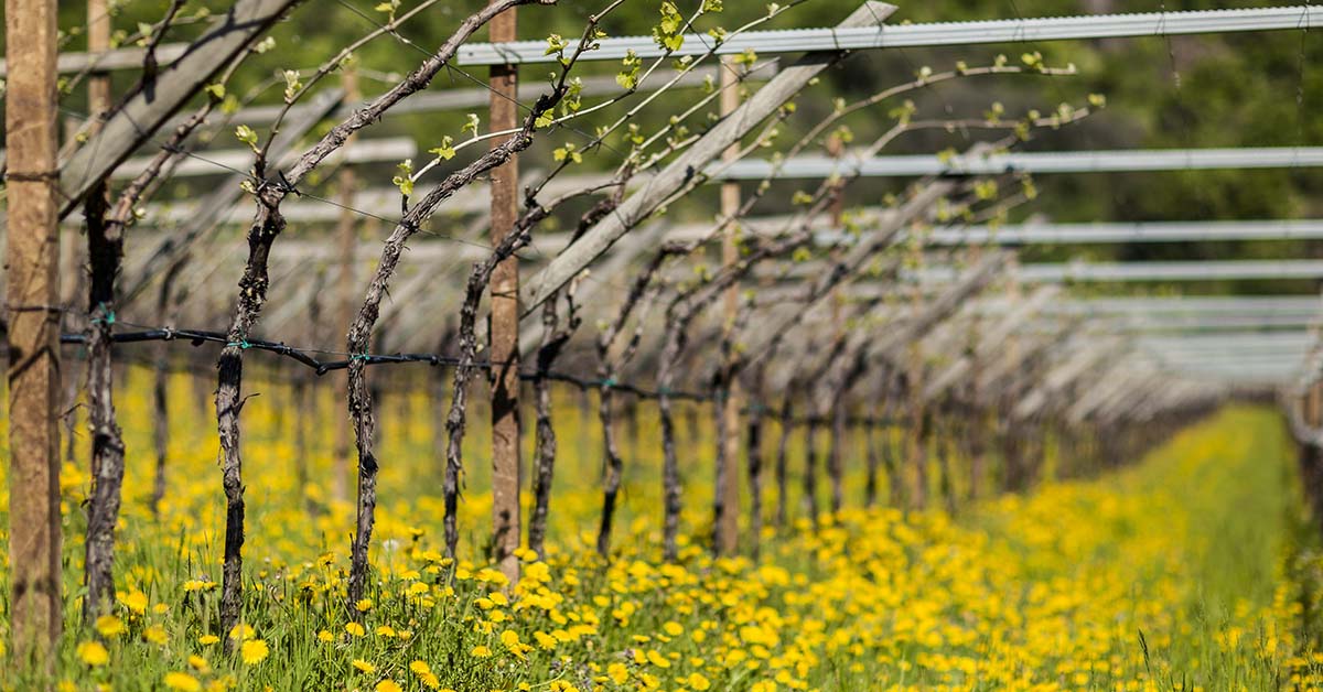 Le escursioni primaverili nei vigneti alla scoperta dei vini italiani