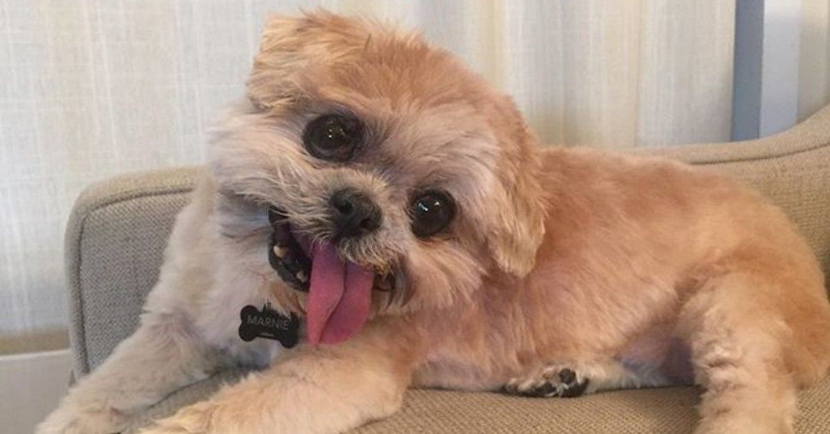 Si è spenta Marnie, l’anziana cagnolina star di Instagram