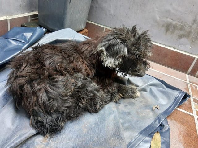 il-cane-abbandonato-in-gravi-condizioni 1