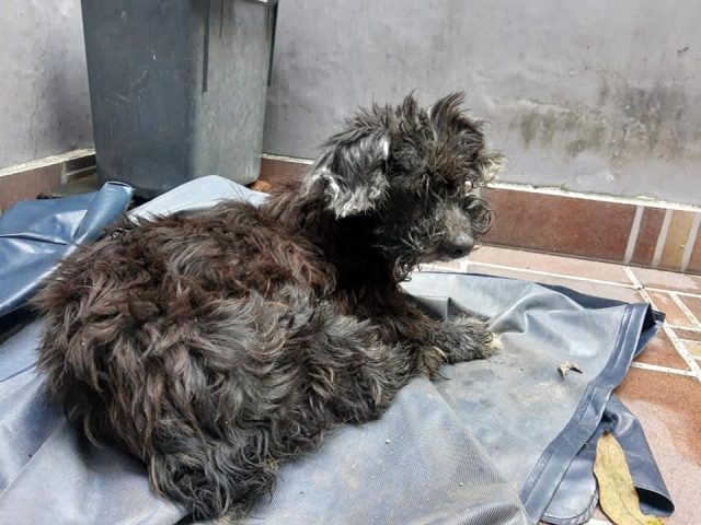 il-cane-abbandonato-in-gravi-condizioni