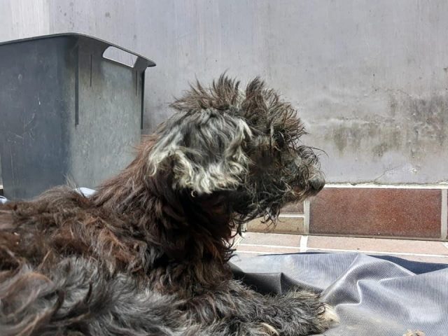 il-cane-abbandonato-in-gravi-condizioni 2