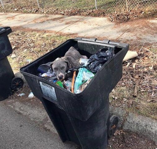 trovata-cagnolina-abbandonata-in-un-secchio-della-spazzatura 1