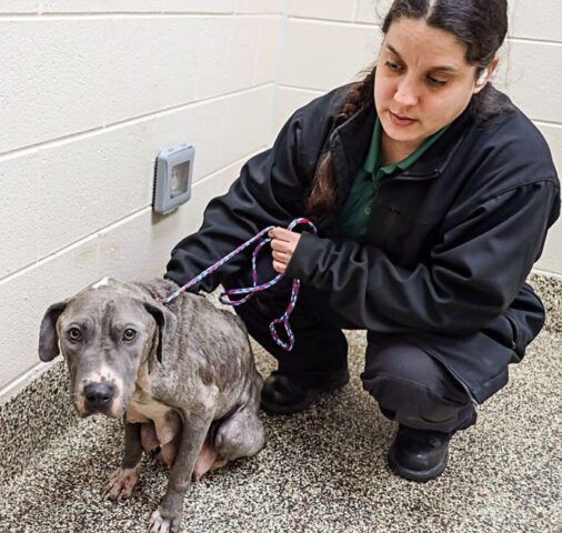 trovata-cagnolina-abbandonata-in-un-secchio-della-spazzatura 2