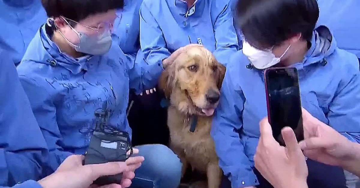 Coronavirus: operatori sanitari si prendono cura di un cane. Commovente il momento in cui si separano.