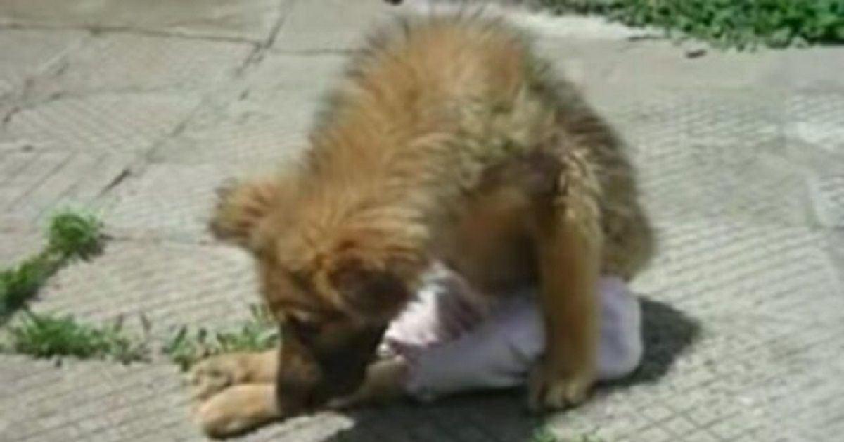 Abbandonato in una discarica, cane sopravvive per miracolo alle sue ferite gravi
