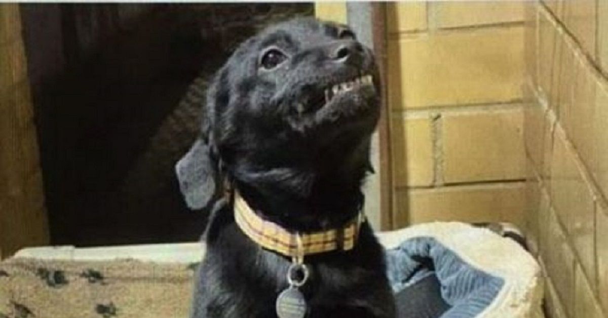Cucciolo sorride e saluta tutti quelli che incontra al rifugio