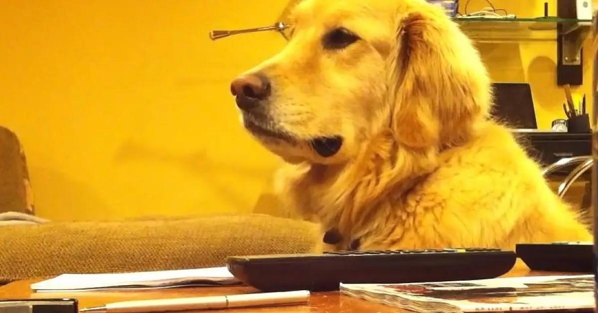 Il Golden Retriever che ama la musica