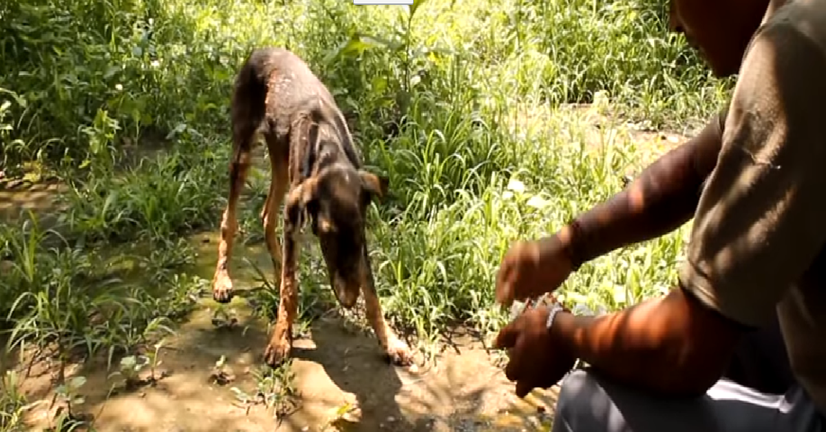 Il cane intrappolato