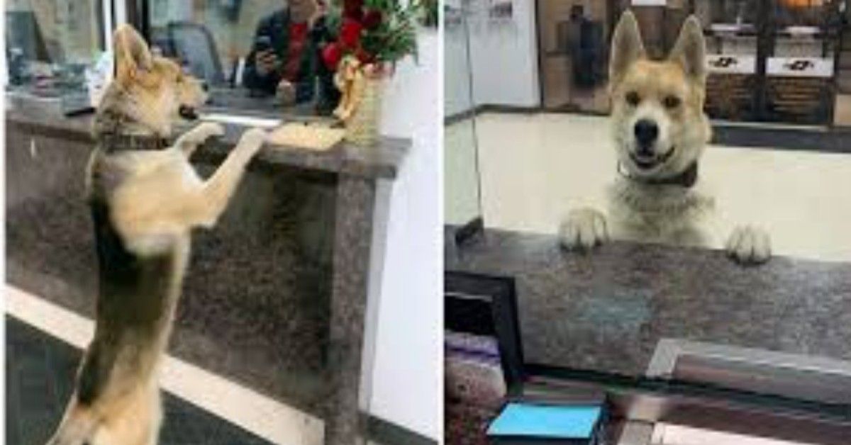 Cane si presenta alla stazione di polizia