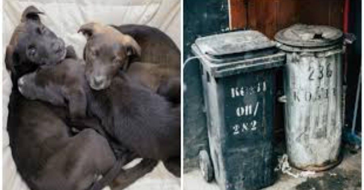 Il salvataggio di cuccioli abbandonati vicino ai bidoni