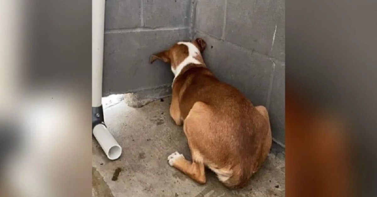 Gia, la cagnolina terrorizzata che se ne stava con la testa contro il muro