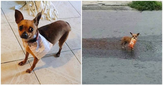 Il-cagnolino-che-esce-a-fare-la-spesa-per-il-suo-amico-umano-in-quarantena