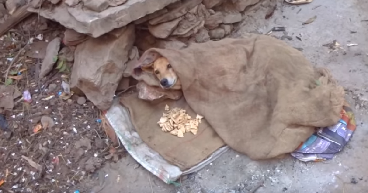 L’anziano cane paralizzato