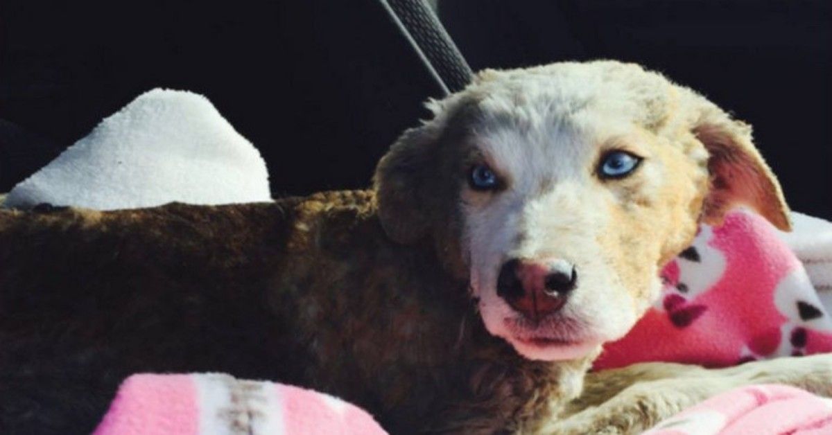 Camionista salva un cucciolo tra le fiamme