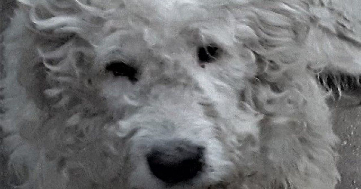 Cane salva un’animalista da un’aggressione