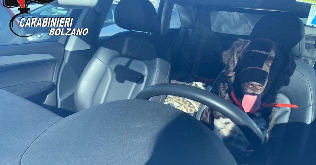 Denunciati due turisti per aver lasciato il cane in auto per quattro ore, per andare a sciare