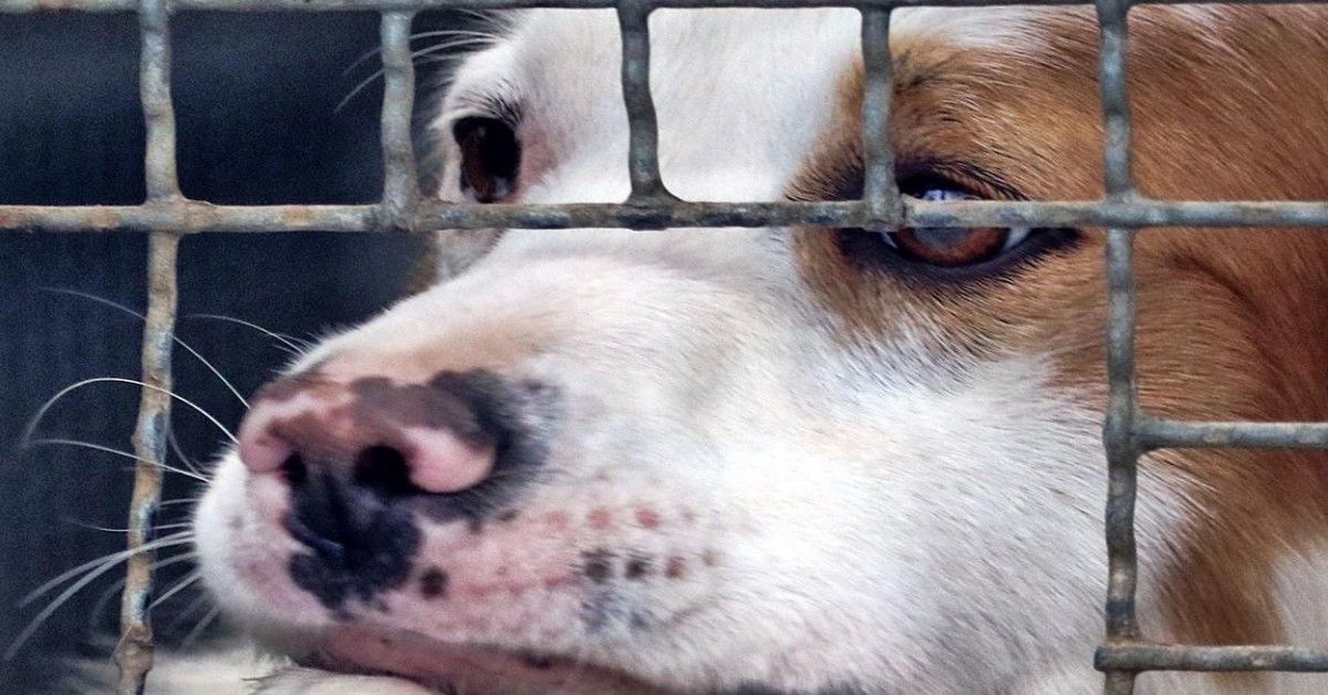 Coronavirus: già duemila cani abbandonati in Italia