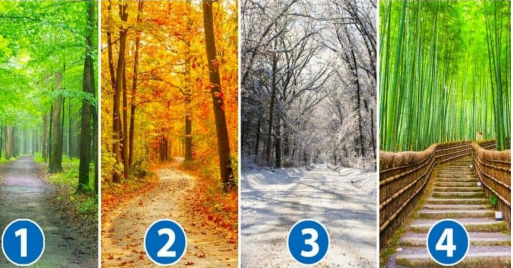 Test della personalità: dimmi la foresta che preferisci e ti dirò chi sei