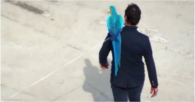 Uomo porta a spasso il pappagallo