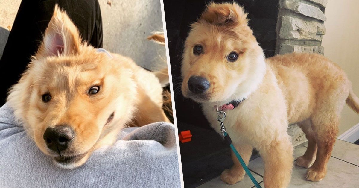 Rae il cucciolo con un solo orecchio