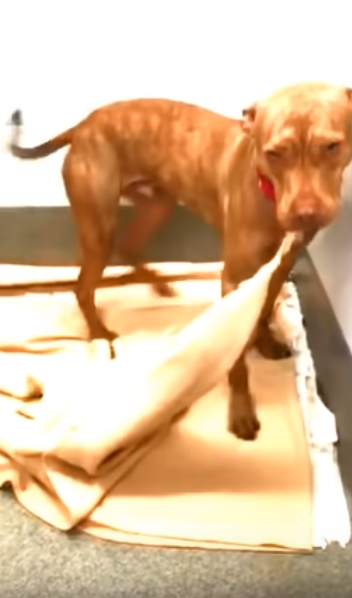 Rush il cane dal disperato bisogno d’amore