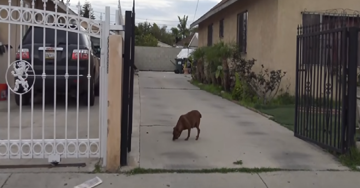 Sally la cagnolina arrabbiata con tutti