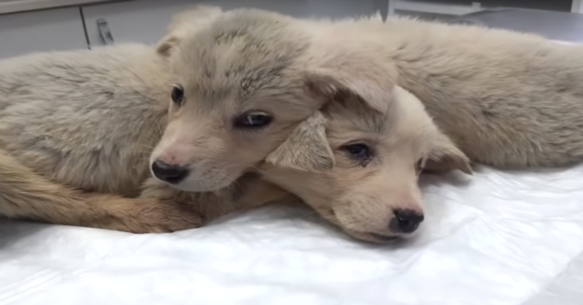 Il salvataggio dei due cuccioli gettati accanto alla spazzatura