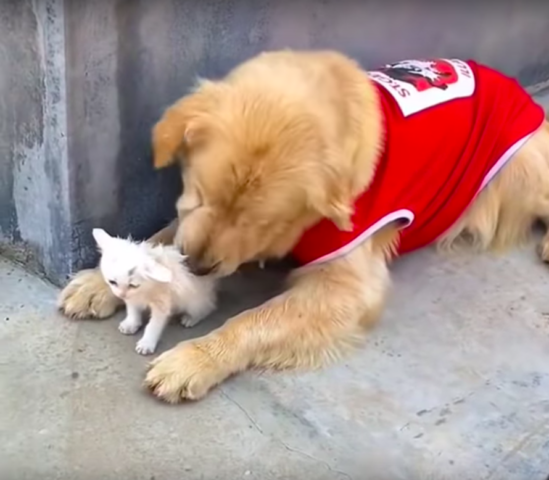 il-legame-che-hanno-instaurato-la-cagnolina-ed-il-gattino 2