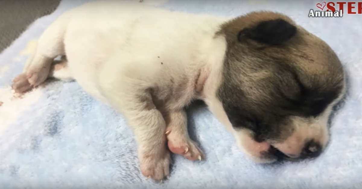 Donna chiede preghiere a tutto il mondo, per un cagnolino trovato per strada