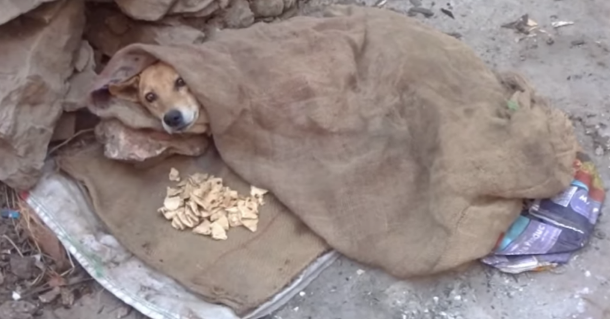Il salvataggio di Buster, il cane che non riusciva a stare in piedi