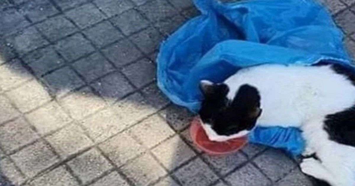 Brindisi, carabiniere trova un gatto chiuso in un sacchetto