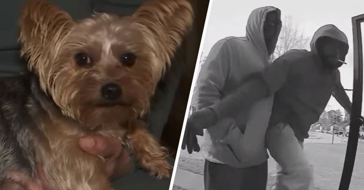 Il cane viene colpito alla zampa mentre salva la sorellina dagli intrusi in casa