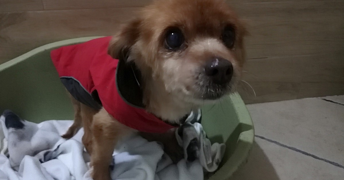 Il salvataggio della cagnolina Teresa, 10 anni, abbandonata malata (VIDEO)