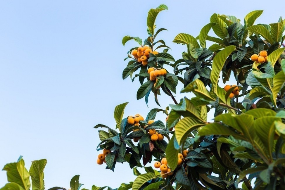 albero-loquat