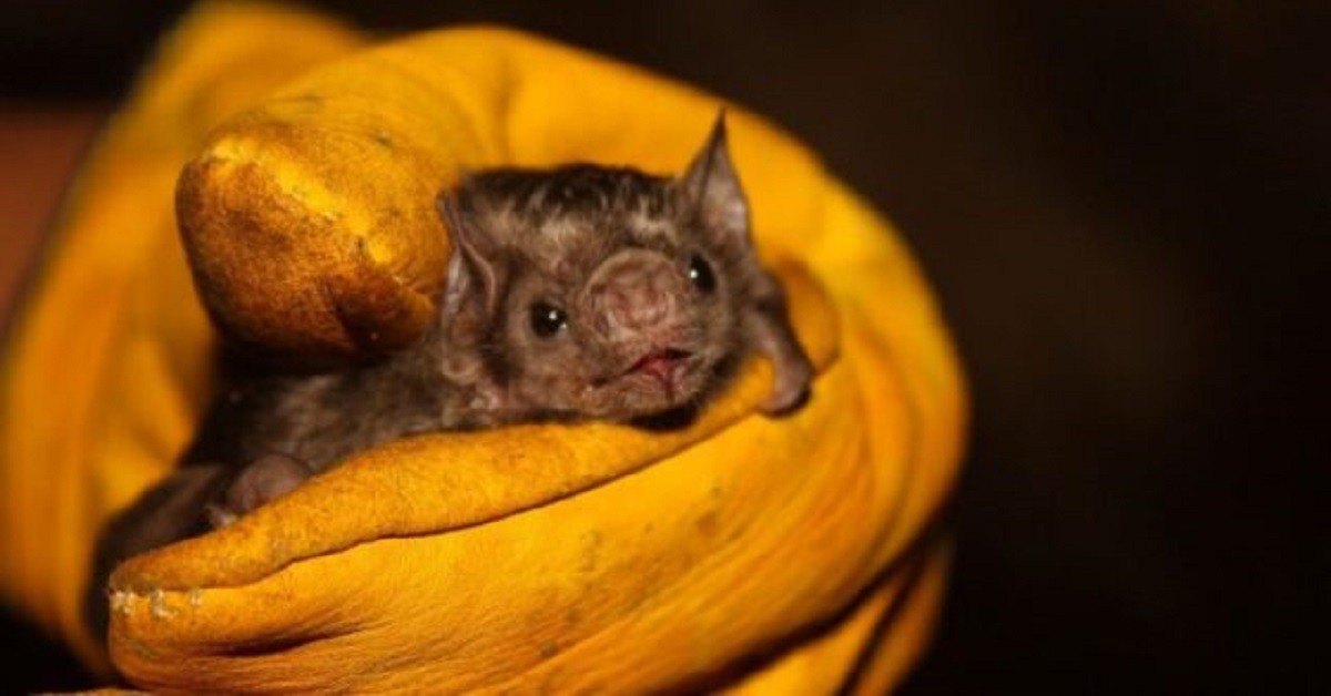 Attaccano dei pipistrelli ritenendoli responsabili dell’epidemia di Coronavirus