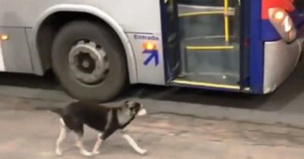 Autista dell’autobus si ferma ogni giorno per dar da mangiare a un cane
