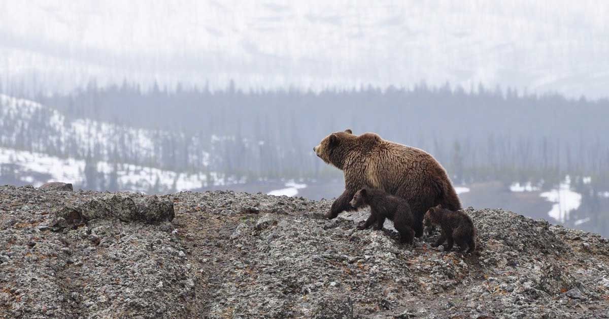 6 animali su 10 sono scomparsi negli ultimi anni