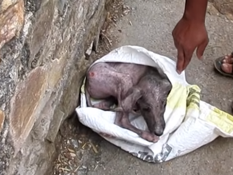Billy il cagnolino nella busta