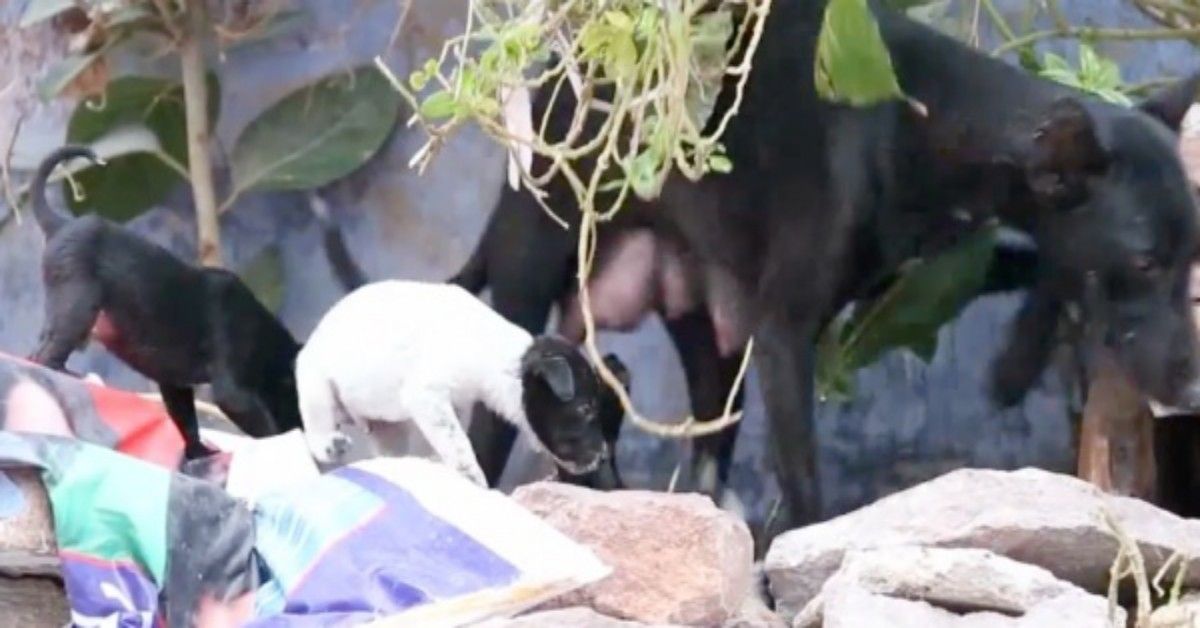 Mamma cane cerca di seppellire i suoi cuccioli, per proteggerli dalle fiamme