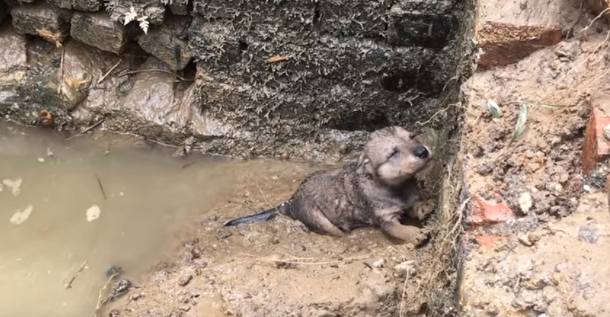 Bobby il cucciolo nel canale
