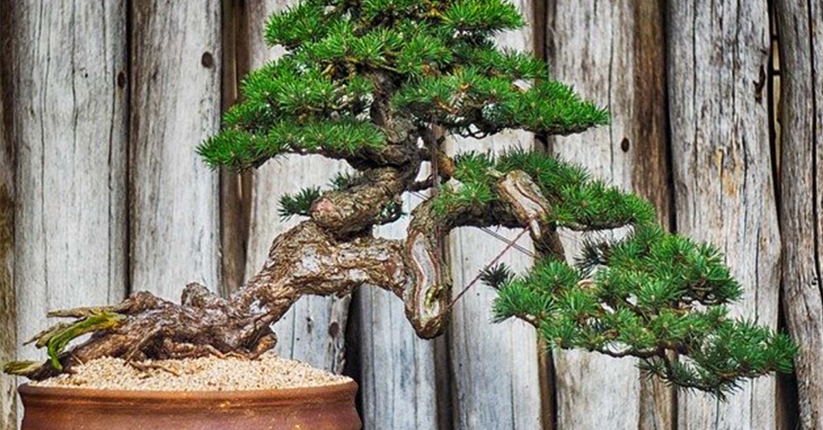 Come coltivare un albero bonsai a casa, da solo