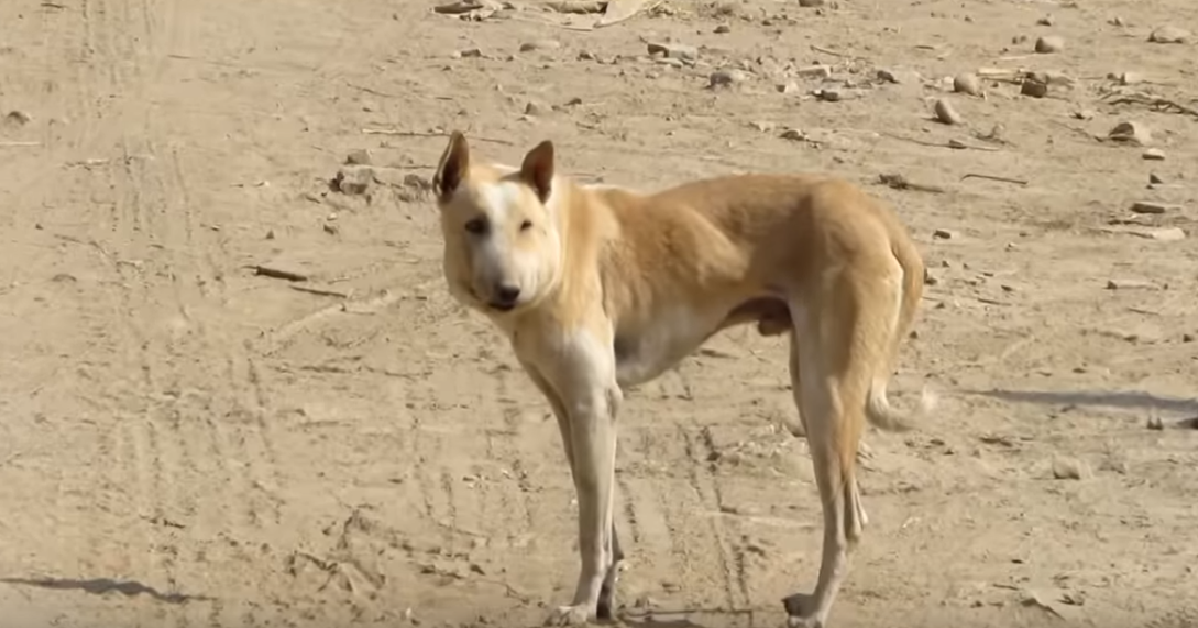 Buddy il cane dal muso enorme