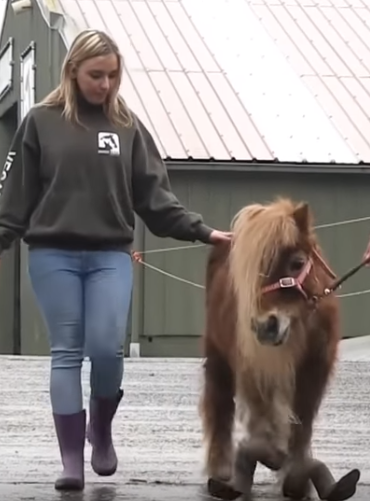 Buddy il pony