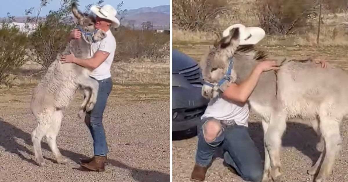 La speciale adozione di Walter, l’asino rifiutato dalla sua mamma
