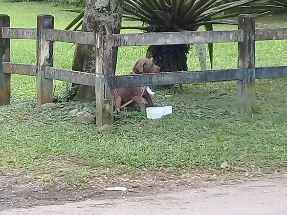 il-cane-abbandonato-con-un-biglietto-intorno-al-collo 1